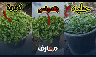 تقنيات زراعة الحلبة والكزبرة الخضراء course preview