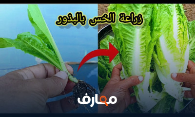 تقنيات زراعة الخس والكرنب الأحمر course preview