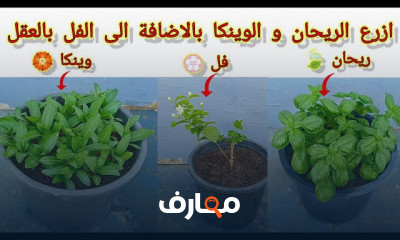 أساليب زراعة نباتات الزينة course preview