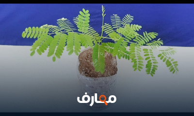 تحضير الأسمدة المنزلية بطرق مبتكرة course preview