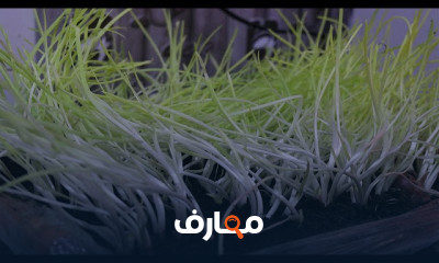 زراعة البصل في المنزل بطرق فعالة course preview