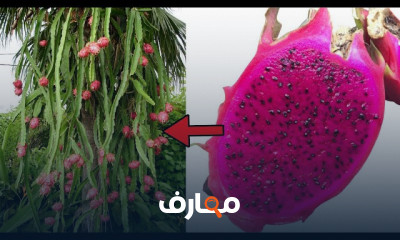 دليل شامل لزراعة فاكهة التنين course preview