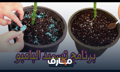 دليل شامل لتسميد نبات البامبو course preview
