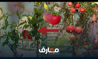 زراعة الرمان من البذور course preview
