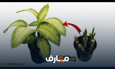 دليل زراعة نبات الديفنباخيا في المنزل course preview