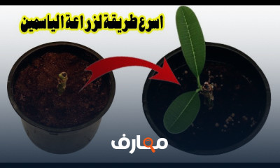 زراعة الياسمين الهندي في المنزل course preview