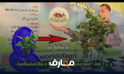 دليل زراعة نبات البوتس في المنزل course preview