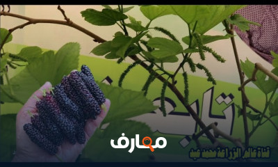 زراعة التوت في المنزل بطرق مبتكرة course preview