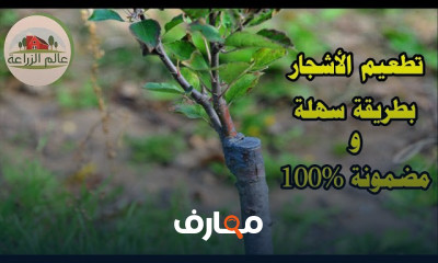 تقنيات تطعيم أشجار المانجو course preview