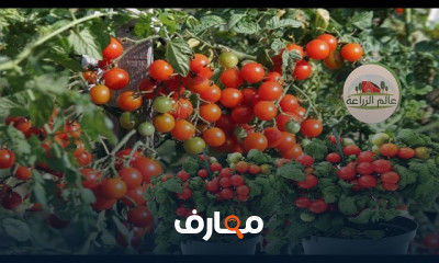 دليل زراعة الطماطم الشيري course preview