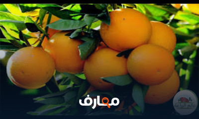 فن زراعة البرتقال course preview