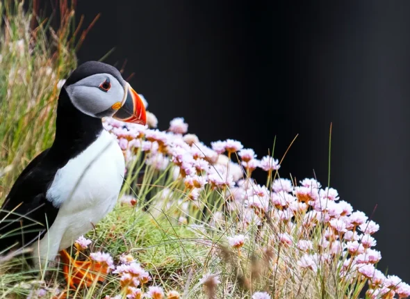 Discover 10 Resilient Tundra Plants That Thrive in Extreme Conditions