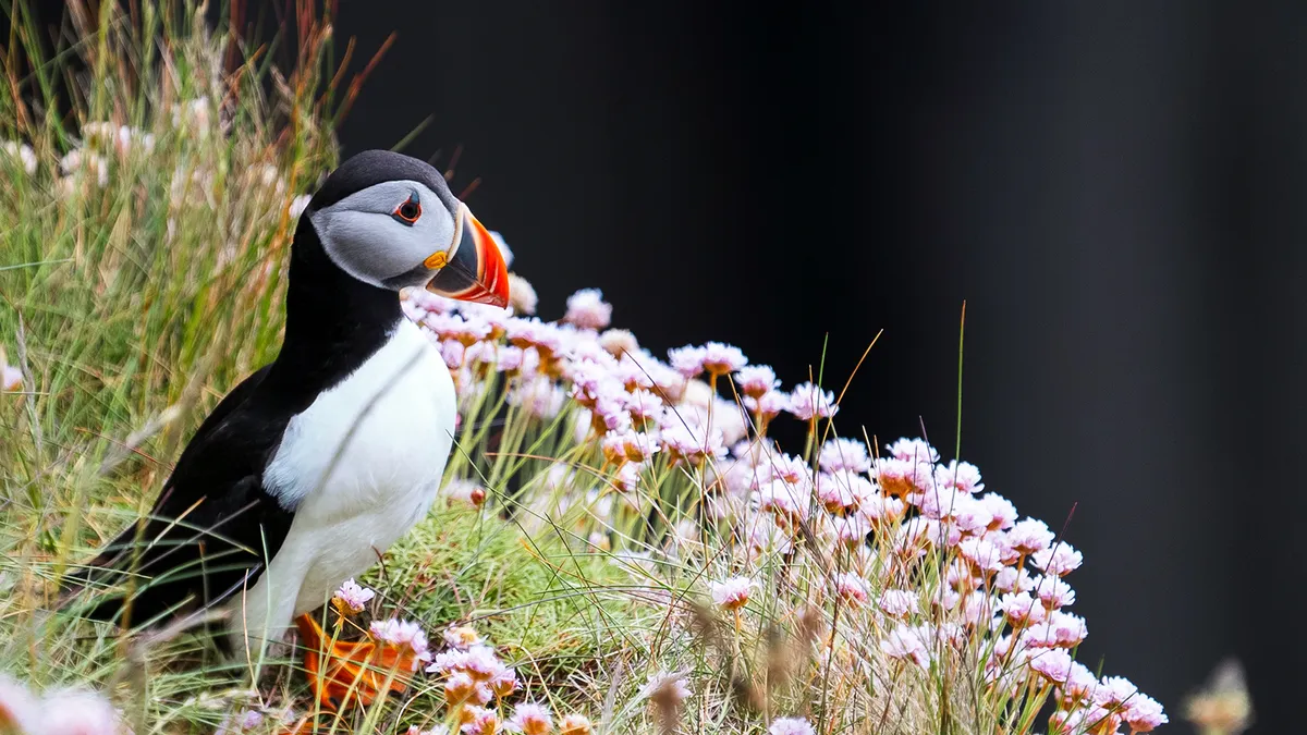 Discover 10 Resilient Tundra Plants That Thrive in Extreme Conditions