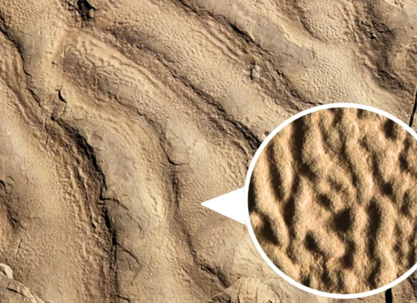 Uncovering Ancient Life: Unique 'Elephant Skin' Rocks Found in Deep Ocean