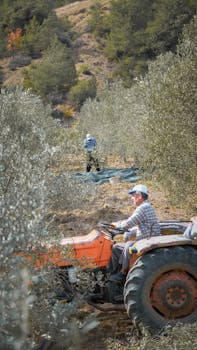 تقنيات زراعة الزيتون وزيادة الإنتاجية course preview