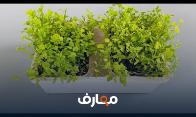 تقنيات الزراعة بدون تربة course preview