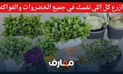 زراعة بذور الخضروات في المنزل بطرق مبتكرة course preview