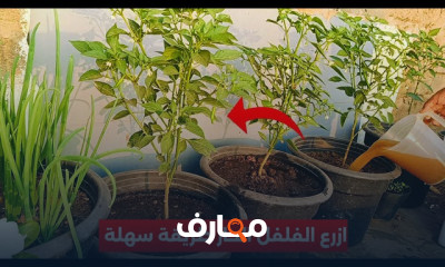 زراعة المحاصيل الصيفية في المنزل course preview