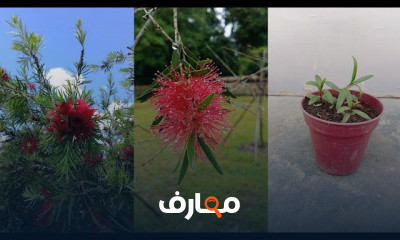 زراعة فرشاة الزجاج من خلال البذور course preview