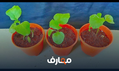 زراعة الباذنجان في المنزل بطرق مبتكرة course preview