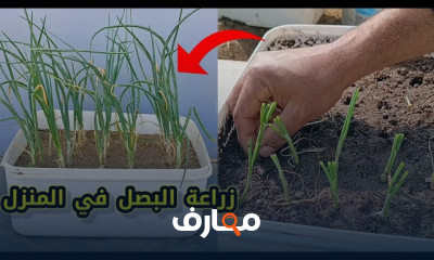 زراعة البصل في المنزل بطرق مبتكرة course preview