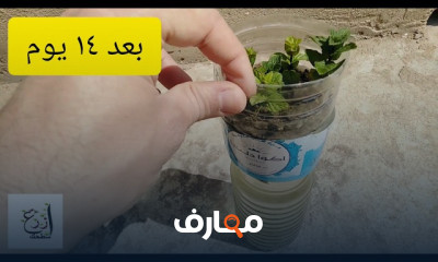 أساليب الزراعة المائية في المنزل course preview