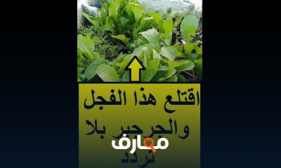 دليل زراعة الفجل والجرجير في المنزل course preview