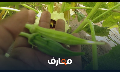 تقنيات زراعة الباميا course preview