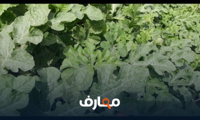 تقنيات زراعة البطيخ course preview