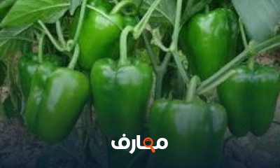 تقنيات زراعة الفلفل الأخضر course preview