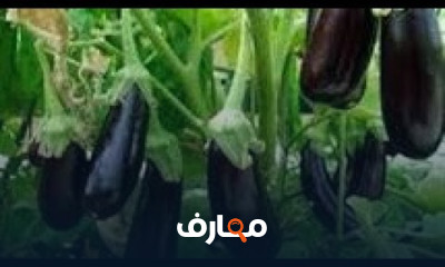 أساليب زراعة الباذنجان الفعالة course preview