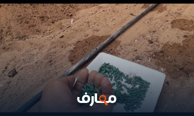 تقنيات زراعة الفاصوليا المتسلقة course preview