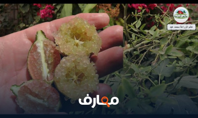 دليل زراعة شجرة الليمون course preview