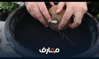 زراعة جوز الهند: دليل شامل course preview