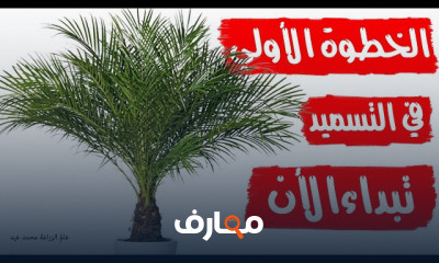 تقنيات زراعة نخيل التمر course preview