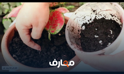 تطبيقات التسميد العضوي باستخدام الروث الحيواني course preview