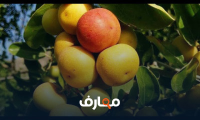 تقنيات زراعة شجرة السدر التفاحي course preview