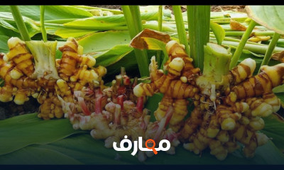 تقنيات زراعة الكركم course preview