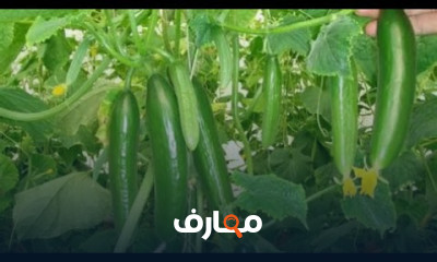 زراعة الخيار في المنزل بطرق مبتكرة course preview