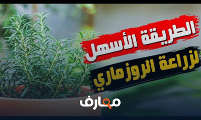 زراعة نبات الروزماري: دليل شامل course preview
