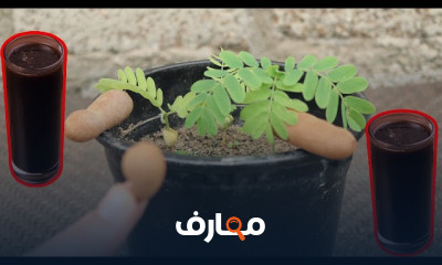 زراعة أشجار الفاكهة: دليل شامل course preview