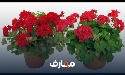 فن زراعة نبات الجيرانيوم course preview