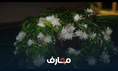 زراعة نبات مسك الليل بفعالية course preview