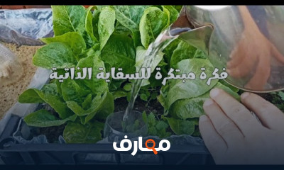 فن سقاية النباتات: خطوات عملية course preview