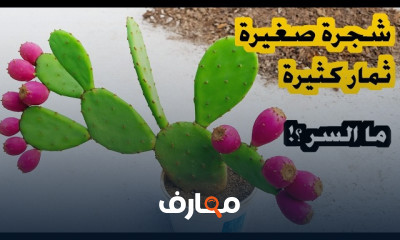 دليل شامل لزراعة التين الشوكي خطوة بخطوة course preview