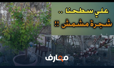 كيفية زراعة شجرة المشمش في المنزل course preview