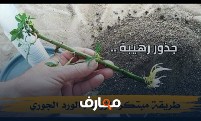استراتيجيات فعالة لتكاثر النباتات المنزلية course preview