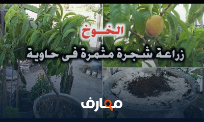 زراعة شجرة الخوخ على الأسطح course preview