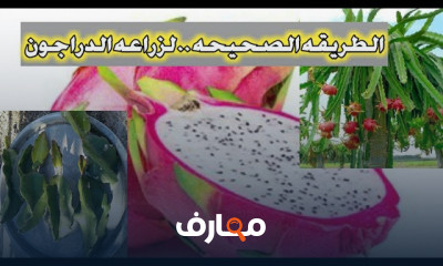 زراعة فاكهة الدراجون في المنزل course preview