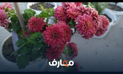 تقنيات زراعة نبات الأرولا في المنزل course preview